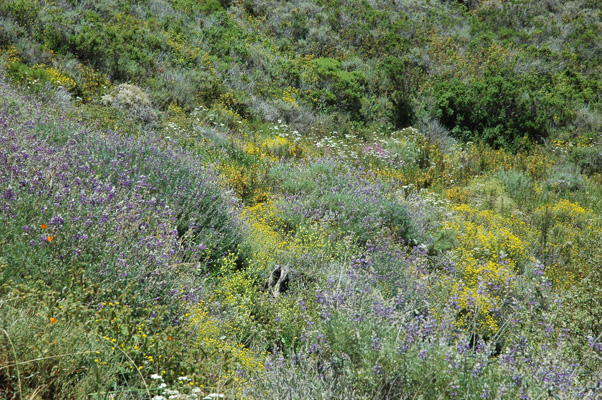 Soberanes Canyon 061.jpg